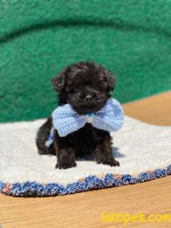 F1 Maltipoo Yavrularımız Relax 3