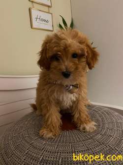 F1 Maltipoo Yavrularımız Relax 1