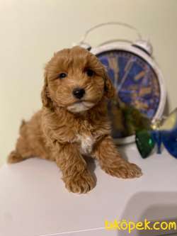 F1 Maltipoo Yavrularımız Relax 2