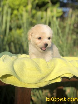 F1 MALTIPOO YAVRULARIMIZ WC EGITIMLI 2