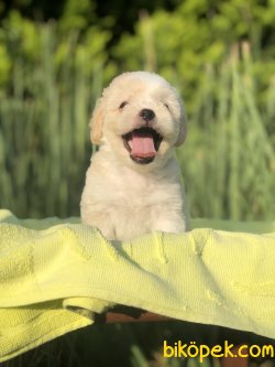F1 MALTIPOO YAVRULARIMIZ WC EGITIMLI 1