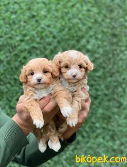 F1 ORJİNAL MALTİPOO YAVRULAR 3