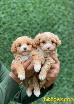 F1 ORJİNAL MALTİPOO YAVRULAR 4