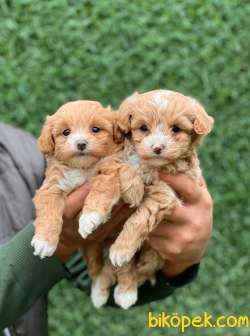 F1 ORJİNAL MALTİPOO YAVRULAR 1
