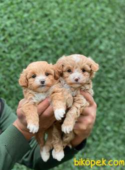 F1 ORJİNAL MALTİPOO YAVRULAR 2