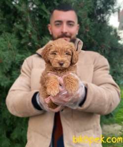 F1 RED BROWN MALTİPOO 1