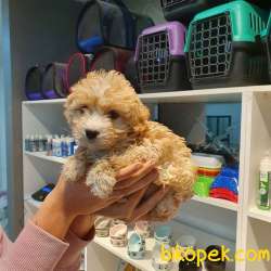 F1 Üst Düzey Maltipoo Yavrular 17 2