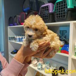 F1 Üst Düzey Maltipoo Yavrular 17 3