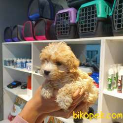 F1 Üst Düzey Maltipoo Yavrular 17 1