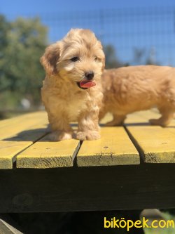 F1 WC EGITIMLI MALTIPOO BEBEKLER 3