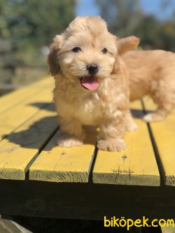 F1 WC EGITIMLI MALTIPOO BEBEKLER 1