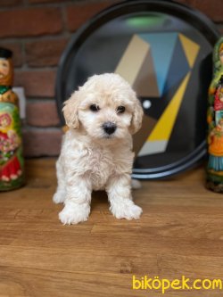F1 WC EĞİTİMLİ MALTİPOO BEBEKLER 2
