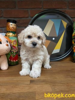 F1 WC EĞİTİMLİ MALTİPOO BEBEKLER 1