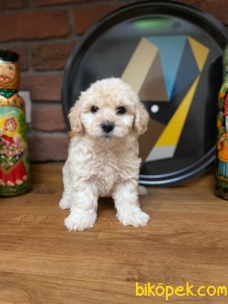 F1 WC EĞİTİMLİ MALTİPOO BEBEKLER 3