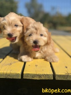 F1 WC EGITIMLI MALTIPOO YAVRULARIMIZ 2