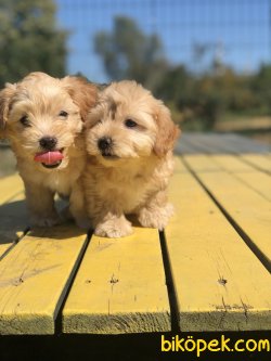 F1 WC EGITIMLI MALTIPOO YAVRULARIMIZ 3