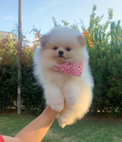 Pomeranian Boo Yavrular 2