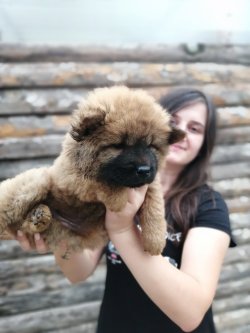Çin Aslanı Chow Chow Yavruları 3