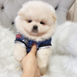 Tedy Bear Boo Pomeranian Yavrular 1