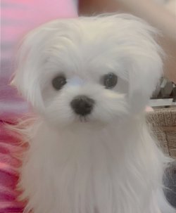 Yeni Gelen Maltese Terrier Yavrular. 1