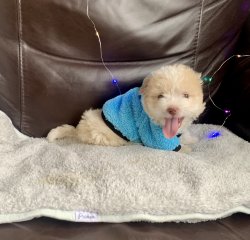 Maltipoo Yavrularımız Tuy Dökmez Tuvalet Eğitimli 2