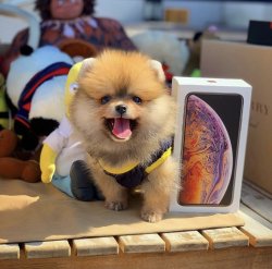 TeddyBear Yüz Yapısına Sahip PomeranianBoo Kızımız 5