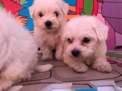 MALTESE TERRİER 2