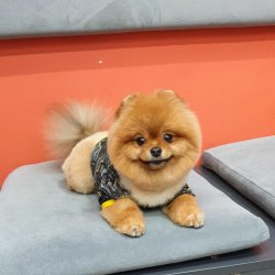 Pomeranian Show Kalite Secereli Köpeğimiz 4