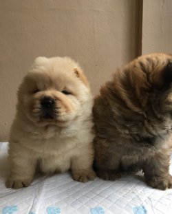 CHOW CHOW ÇİN ASLANI YAVRULARIMIZ 5