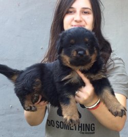 Rottweiler Yavruları Koca Kafa 3