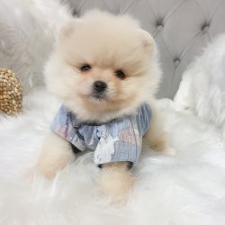 Satılık Pomeranian Boo Yavrularımız 4