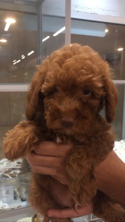 Toypoodle 3