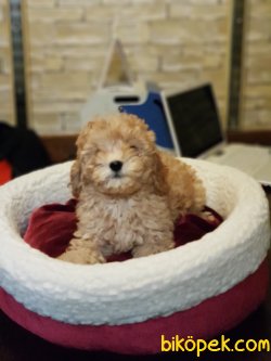 Toy Poodle 2 Aylık Sağlık Ve Irk Garantili 4