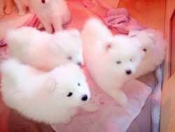 PAMUK GİBİ SAMOYED YAVRULARI 2