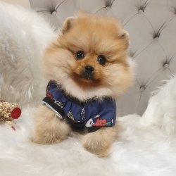Orjinal Pomeranian Boo Yavrularımız 2