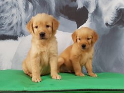 Satilik Golden Retriever Yavru Köpekler 1