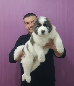 Dev Kafkas Çoban Yavrulsrı 2