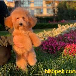 F2, 5 Aylık Dişi Maltipoo Yavrum 3