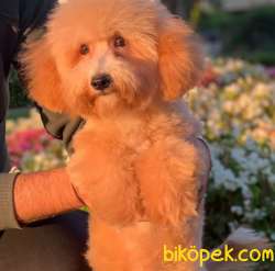 F2, 5 Aylık Dişi Maltipoo Yavrum 1