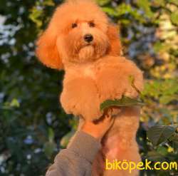 F2, 5 Aylık Dişi Maltipoo Yavrum 4