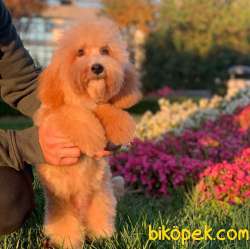 F2, 5 Aylık Dişi Maltipoo Yavrum 2