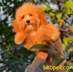 F2, 5 Aylık Dişi Maltipoo Yavrum 5