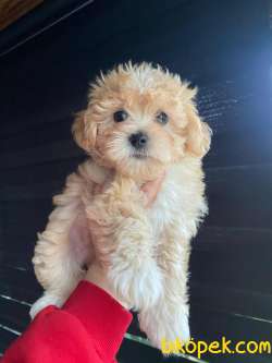 F2 Dişi Maltipoo Yavrumuz