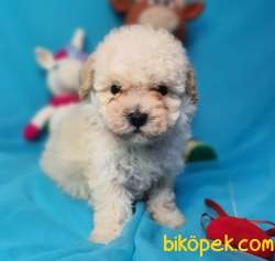 F2 Erkek Maltipoo Yavrumuz 2