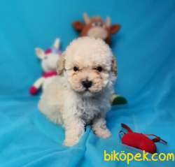 F2 Erkek Maltipoo Yavrumuz 3