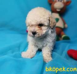 F2 Erkek Maltipoo Yavrumuz 4