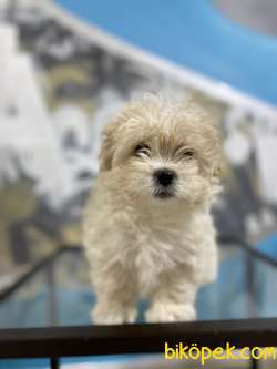 F2 Irk Ve Sağlık Garantili Maltipoo Yavrular 4