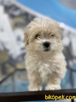 F2 Irk Ve Sağlık Garantili Maltipoo Yavrular 3