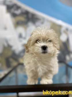 F2 Irk Ve Sağlık Garantili Maltipoo Yavrular 1