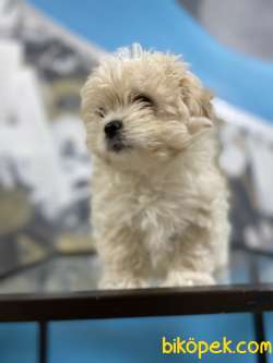 F2 Irk Ve Sağlık Garantili Maltipoo Yavrular 2